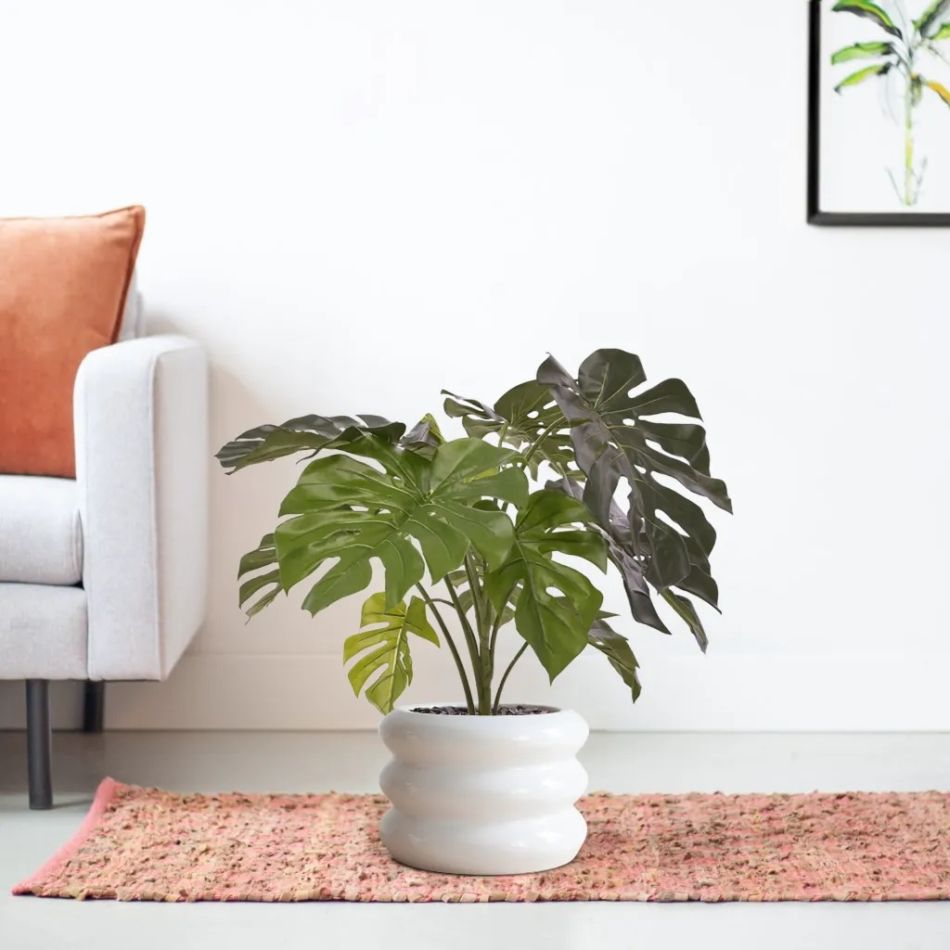 151108-Monstera-in-pot-Barletta-30x22cm