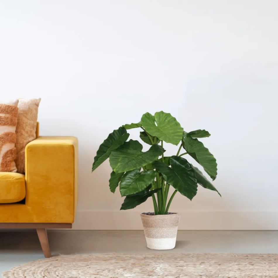 152008-Alocasia-Calidora-in-Mand-Lissabon-23cm