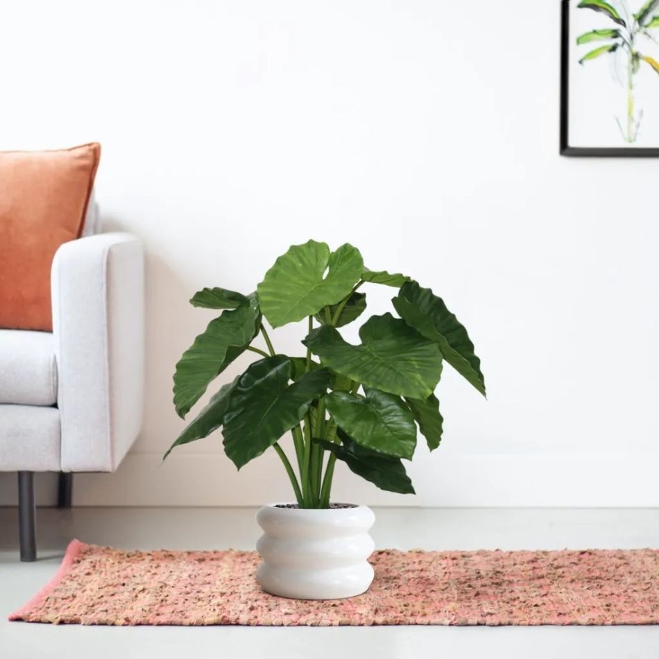 152008-Alocasia-Calidora-in-pot-Barletta-30x22cm