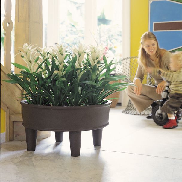Guzmania Wit