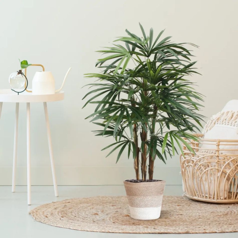 184010-Raphis-Palm-in-Mand-Lissabon-23cm
