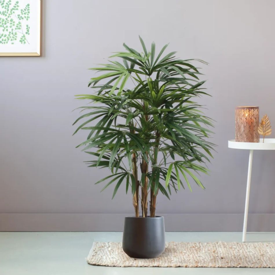 184010-Raphis-Palm-in-pot-Budapest-21cm-antraciet