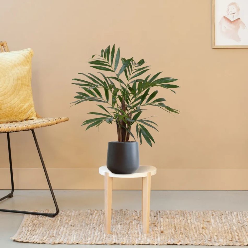 184406-Chamaedorea-Palm-in-pot-Budapest-17cm-antraciet