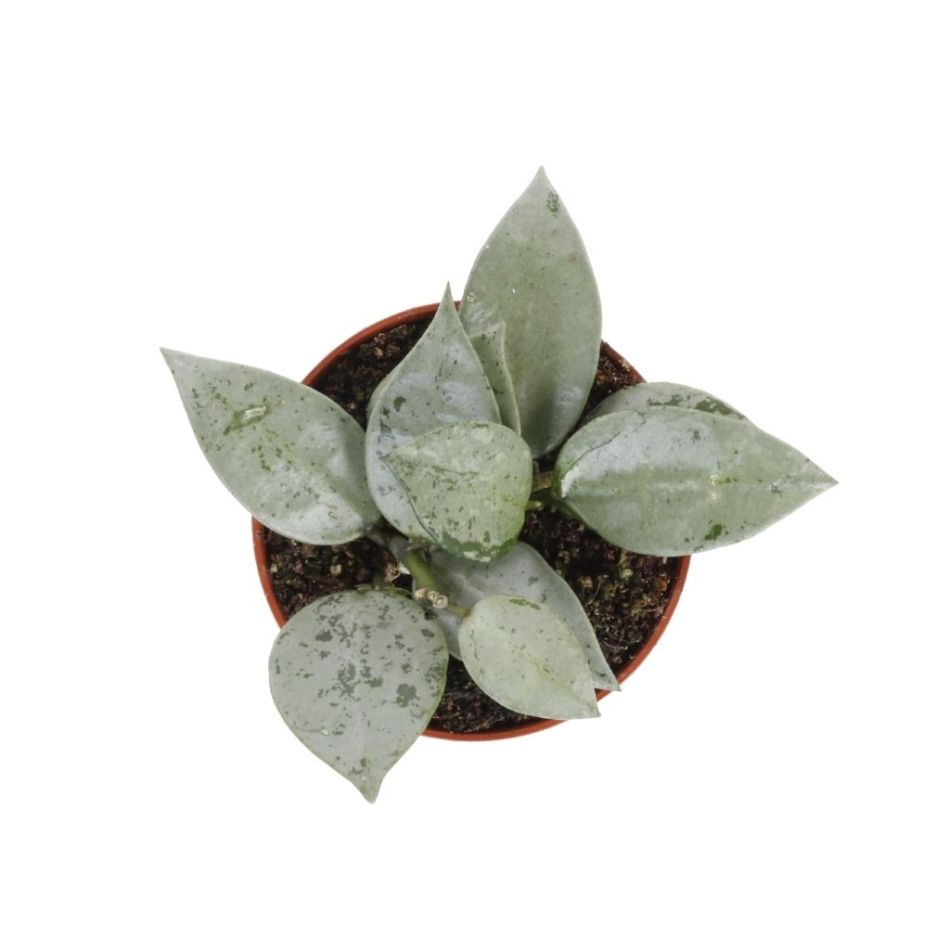 Hoya Krohniana Eskimo - P5