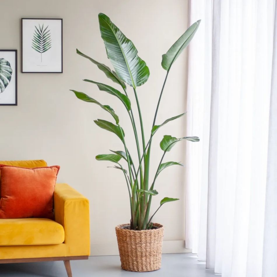 Strelitzia plant kopen