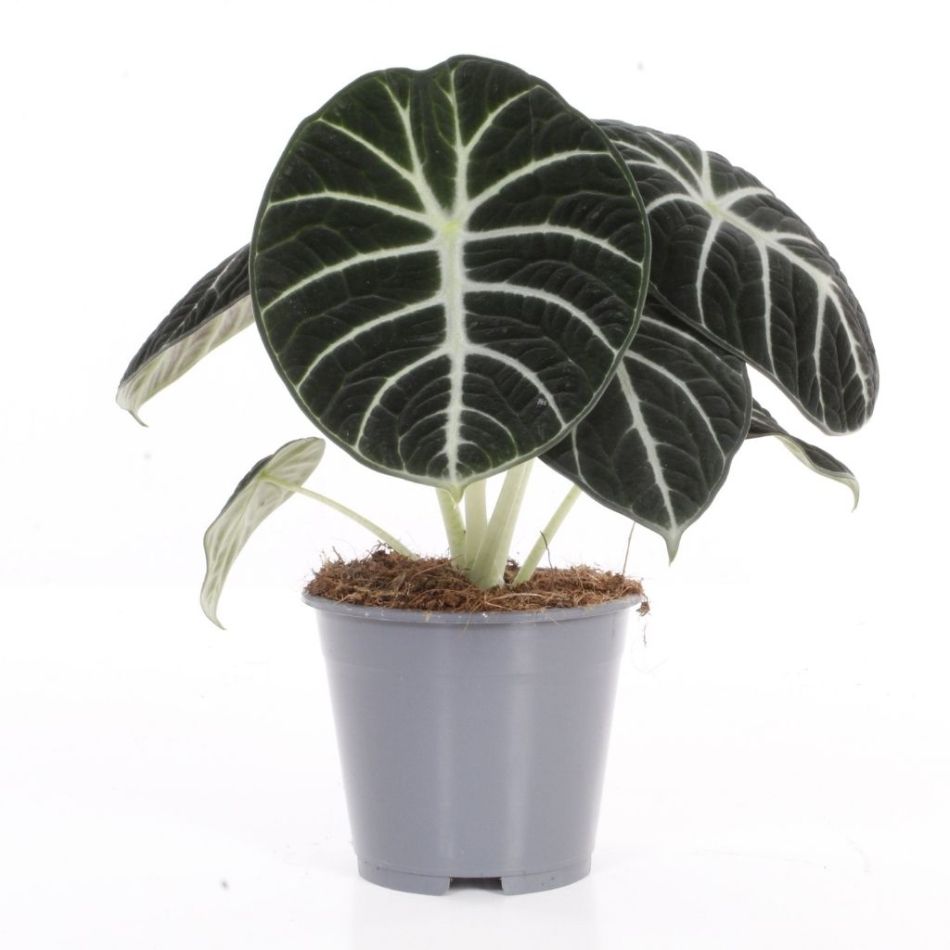 Alocasia Ninja