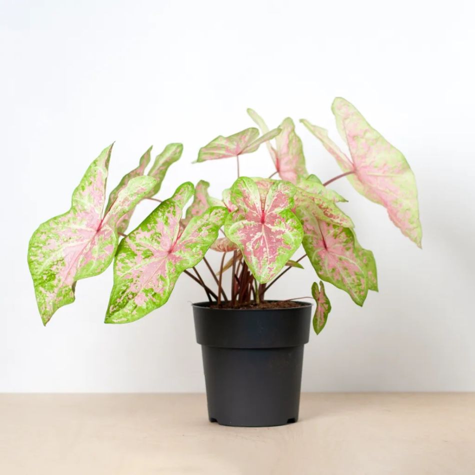 Caladium Seafoam Pink kopen