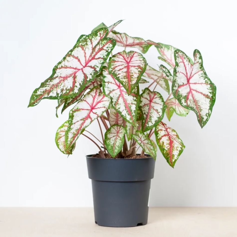 Caladium Tapestry kopen