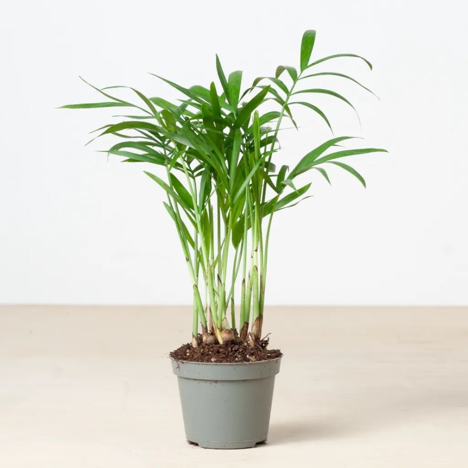 kamerpalm