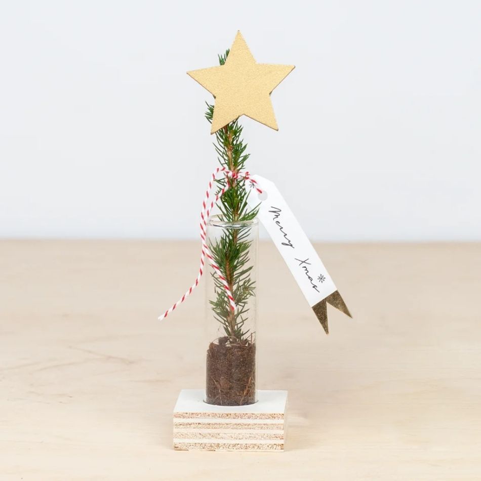 Kerstboomstek kopen