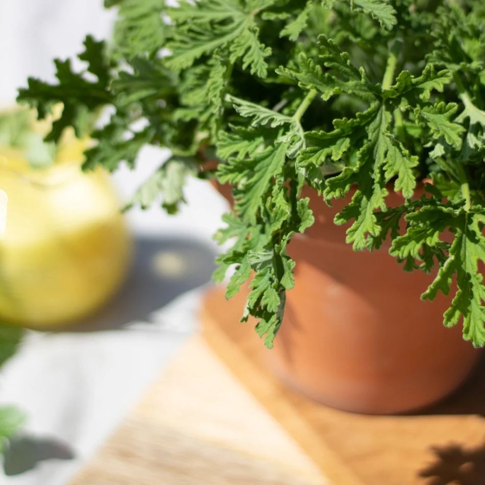 2-Pelargonium-Graveolens-Anti-muggenplant-P12-1024-8 1