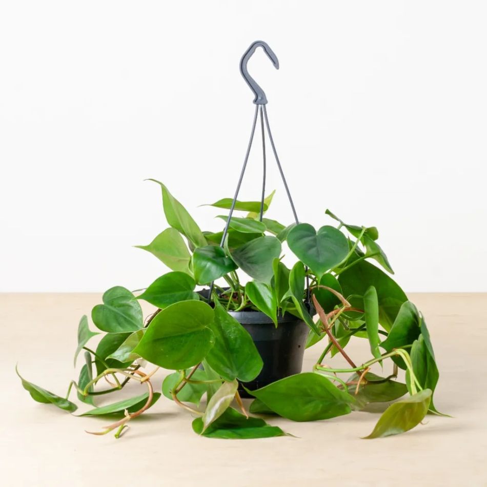 2-Philodendron-Scandens-P15-1024-1