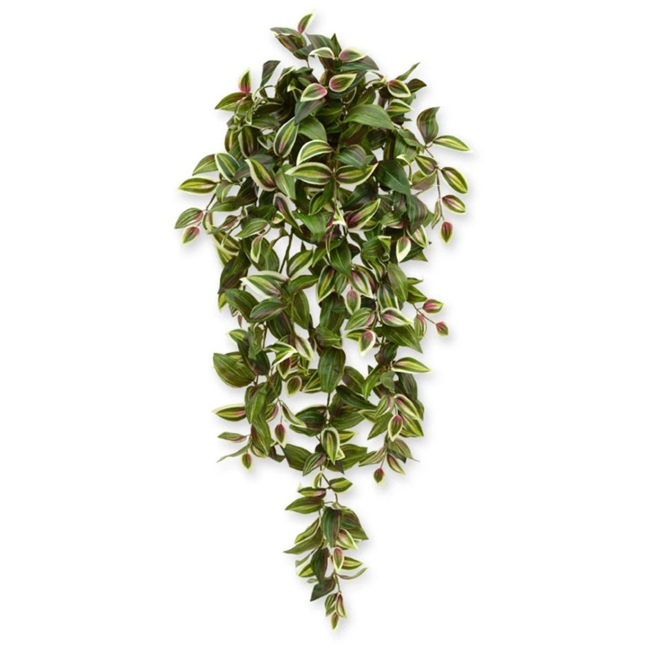 202510 tradescantia 100 bont-1