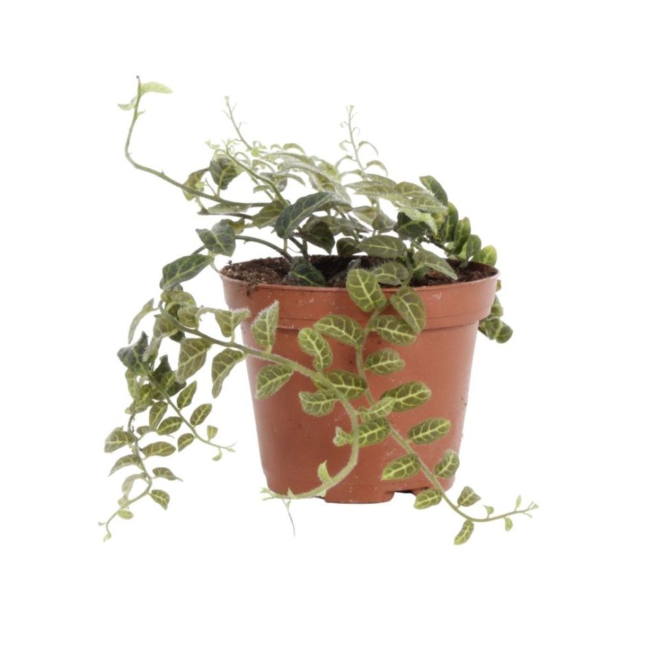 Solanum Evolvulifolium