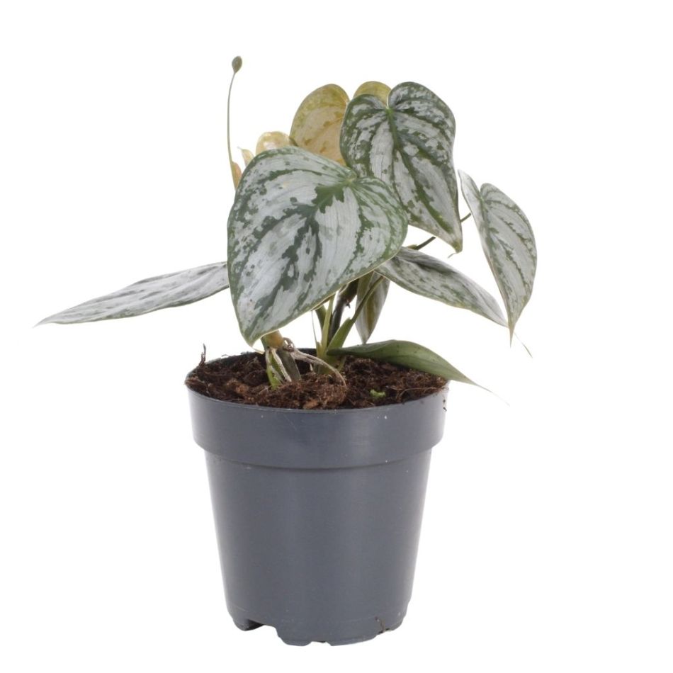 Philodendron Brandtianum
