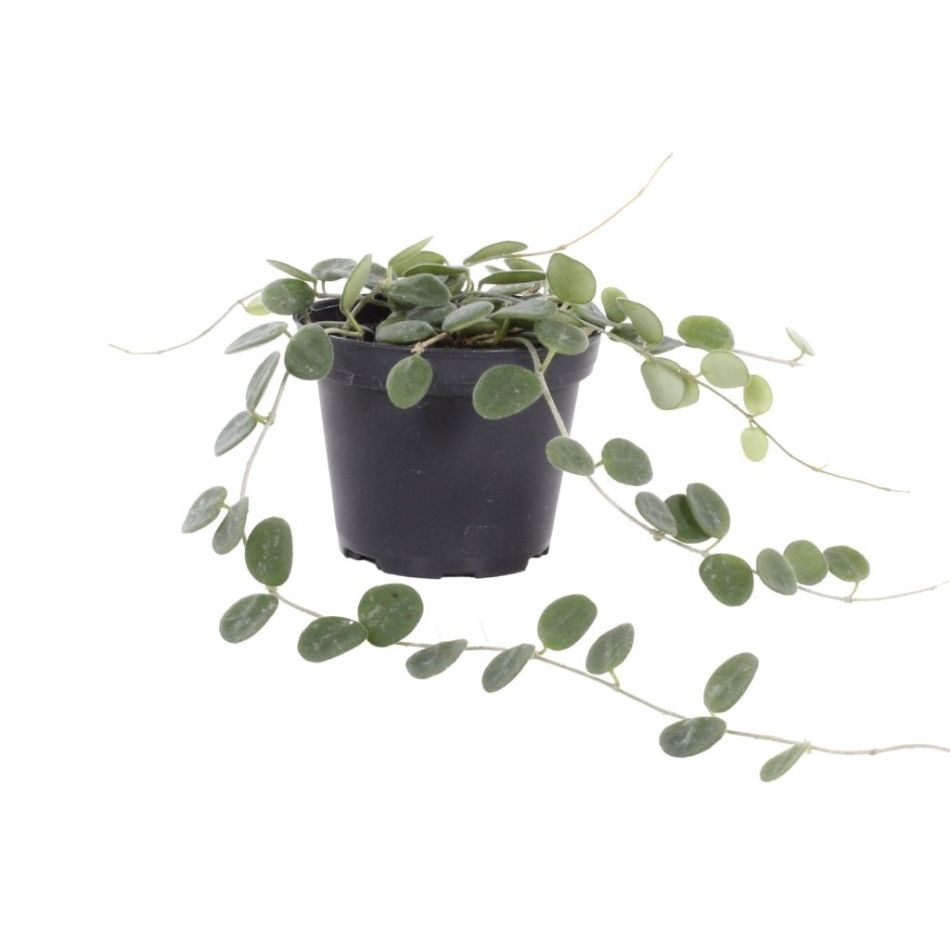 Hoya Serpens
