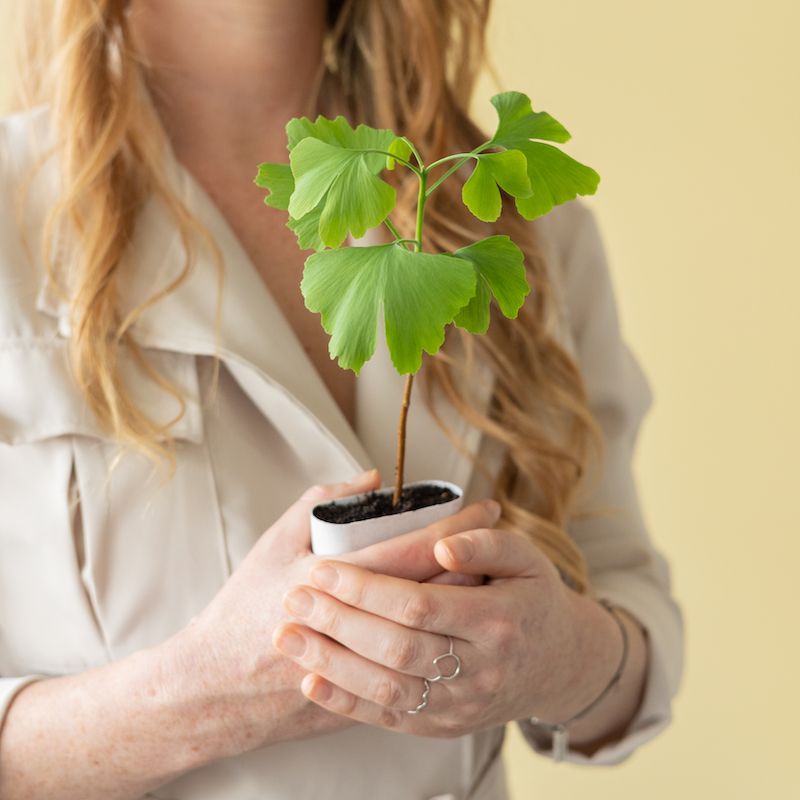 Ginkgo Biloba - brievenbusboompje