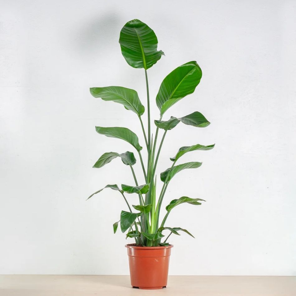 strelitzia witfoto