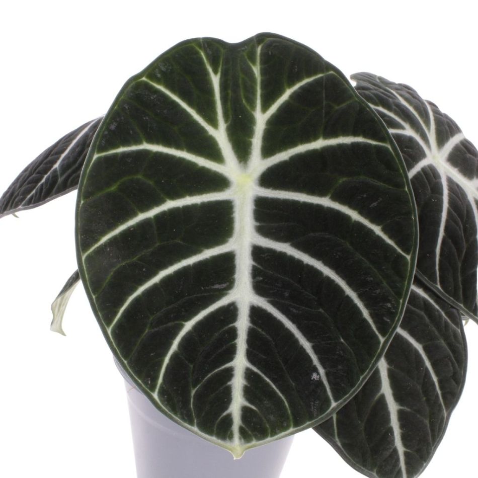 Alocasia Ninja blad