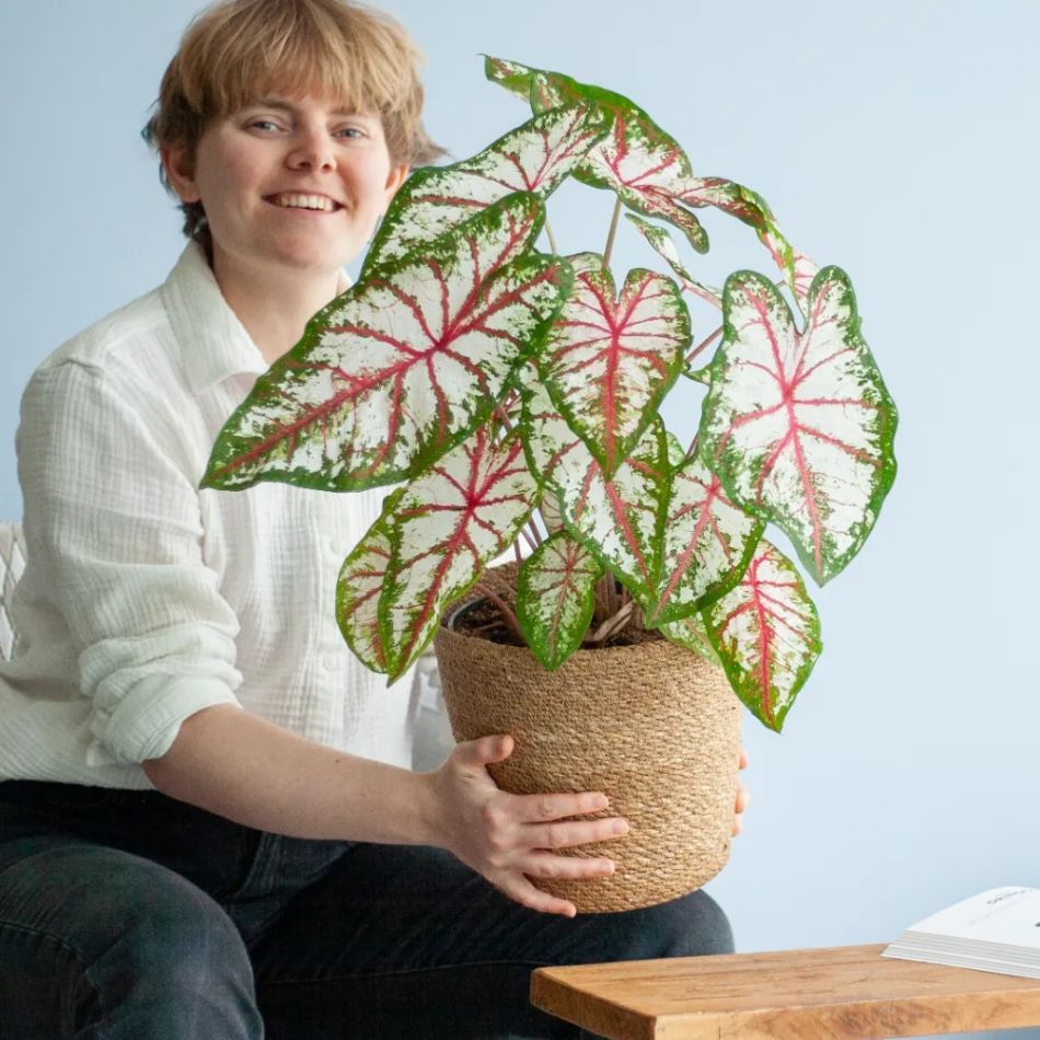 Caladium Tapestry sfeerbeeld