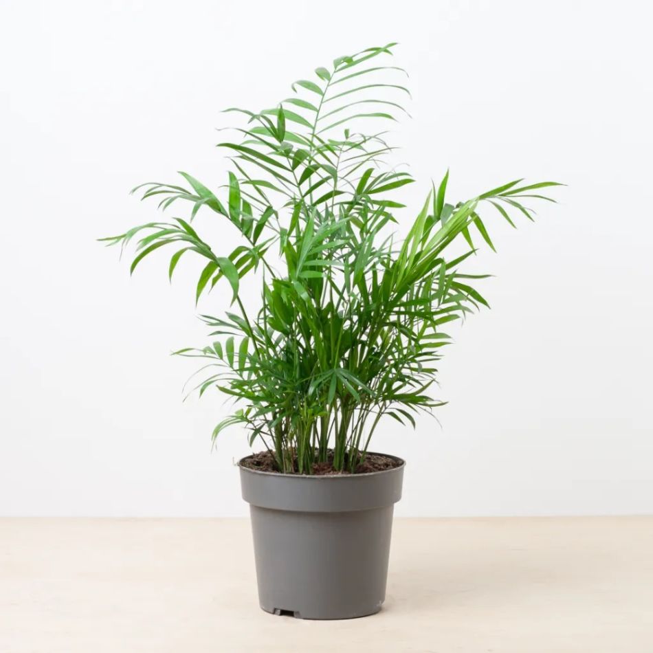 Chamaedorea dwergpalm