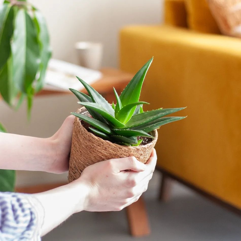 Haworthia west jogo plant