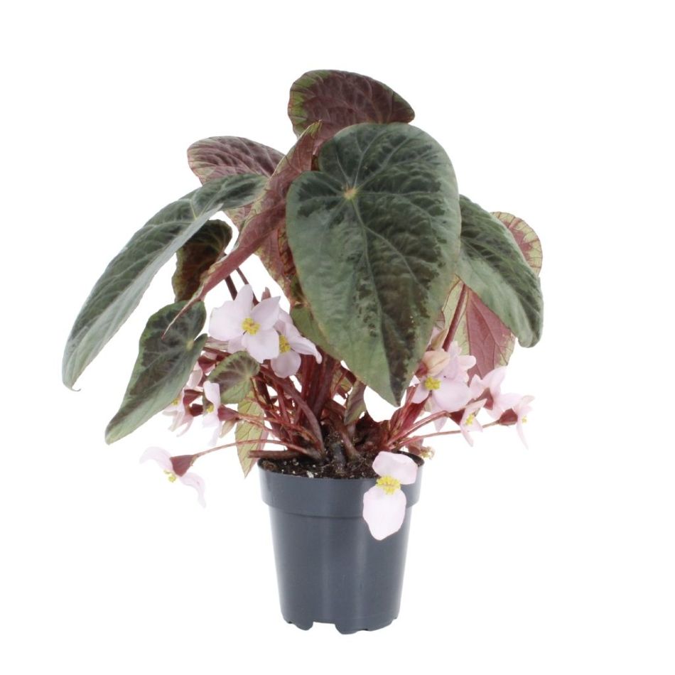 Begonia Burkillii