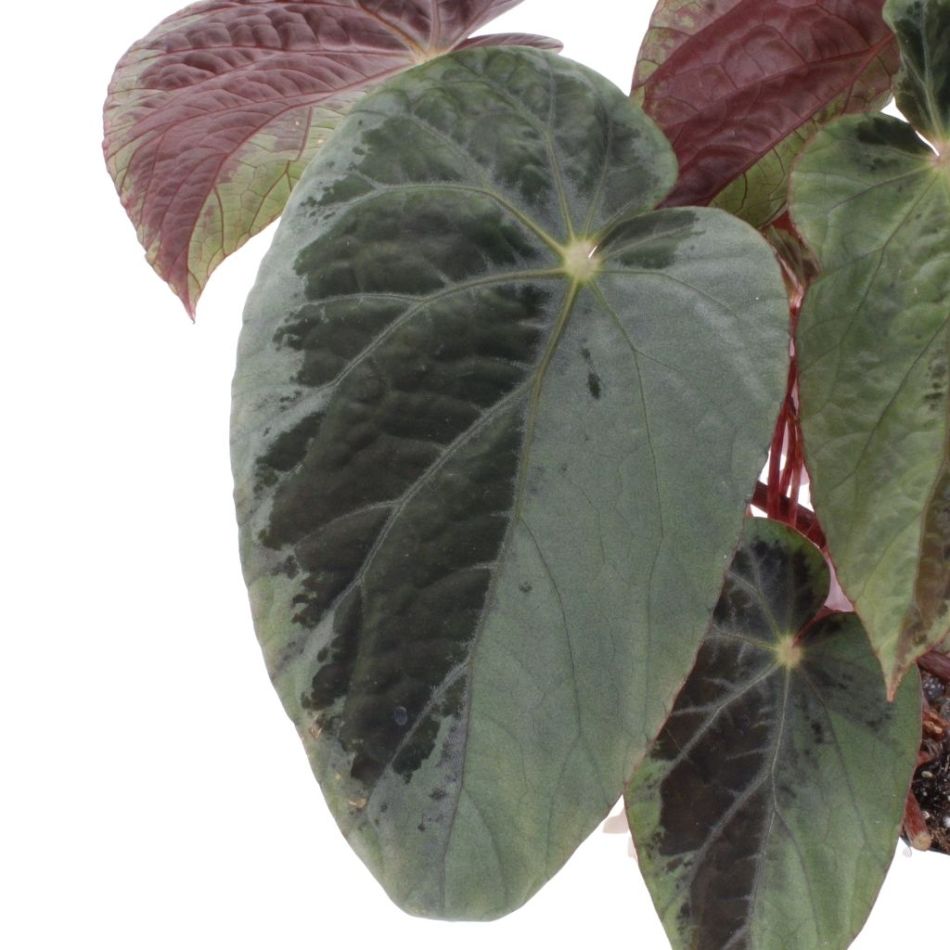 Begonia Burkillii blad