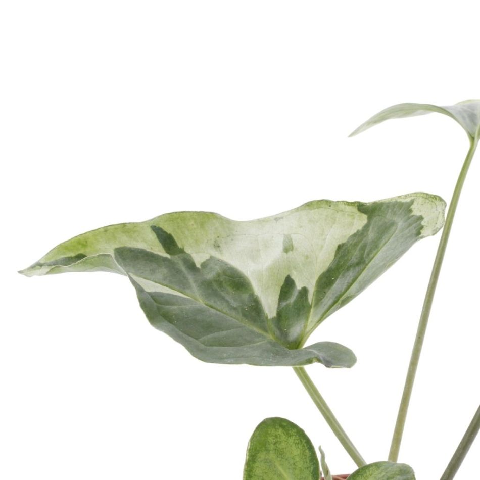 Syngonium Three Kings blad