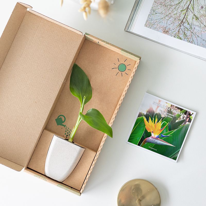 strelitzia paradijsvogelplant