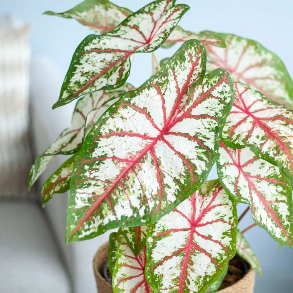 Caladium Tapestry closeup