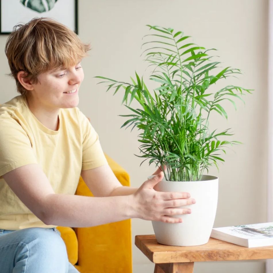 Mexicaanse dwergpalm kopen