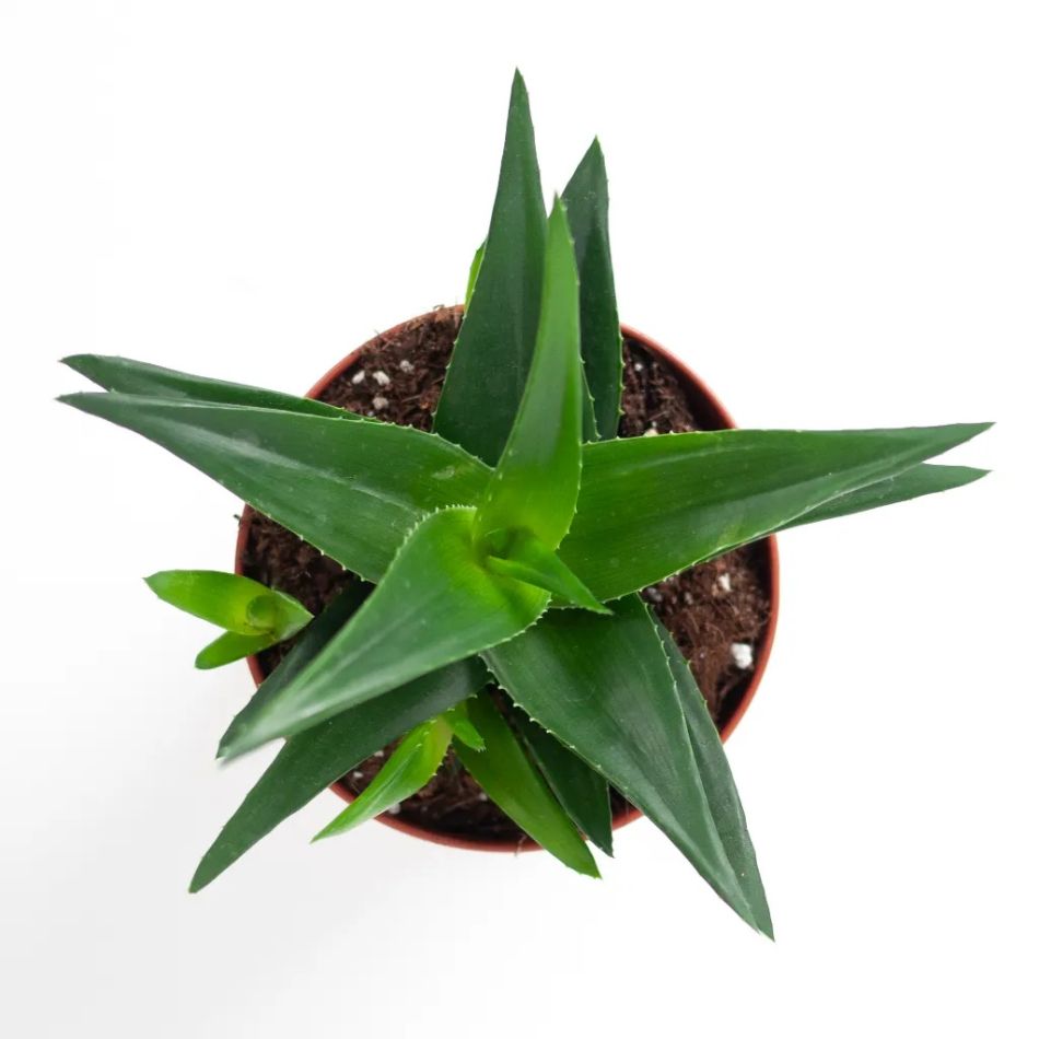 Haworthia west jogo sterplant