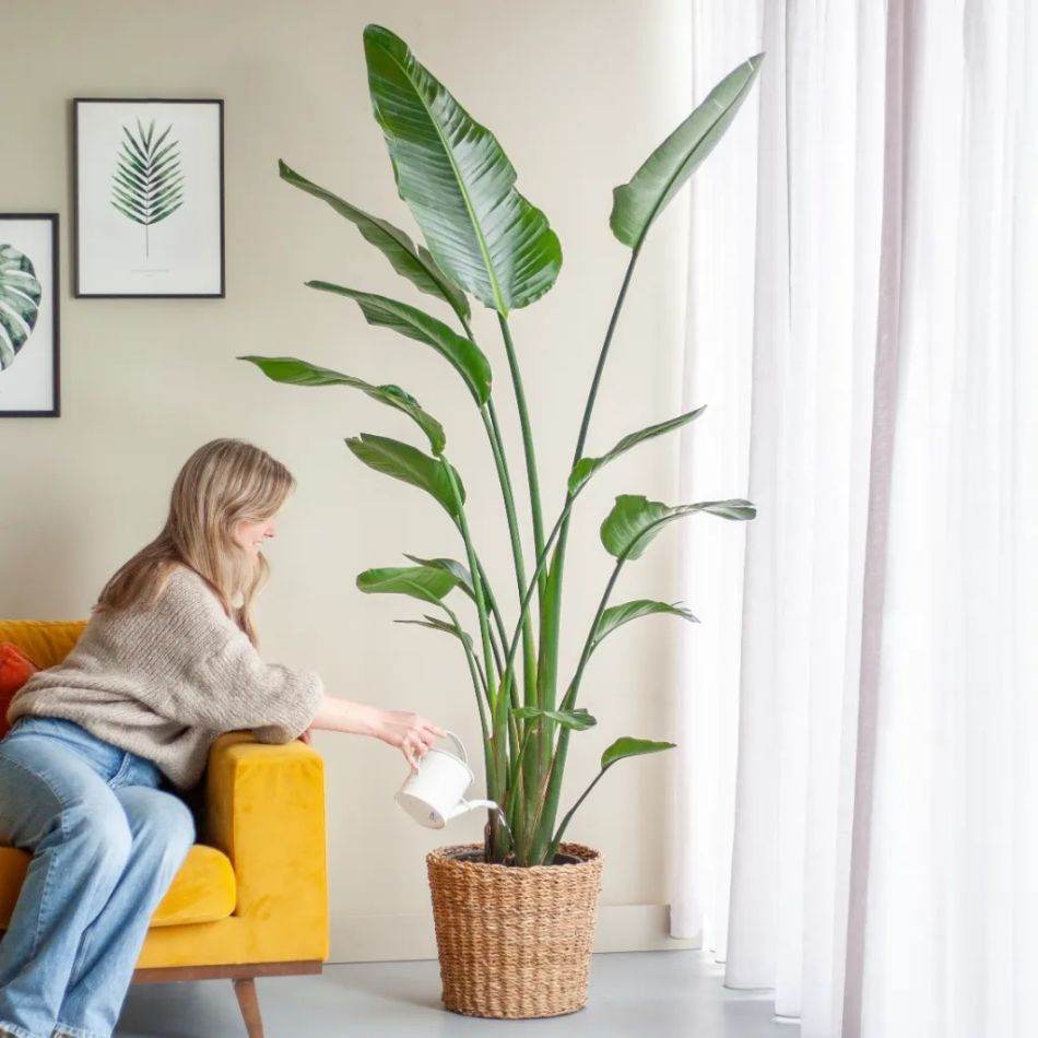 strelitzia water geven