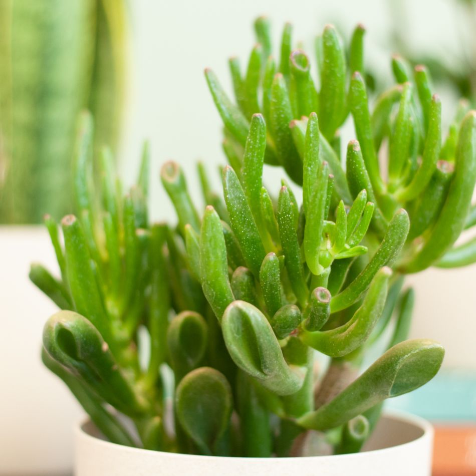 4-vaderdag-kamerplant-plant-cadeau-papa-leuk-plantje