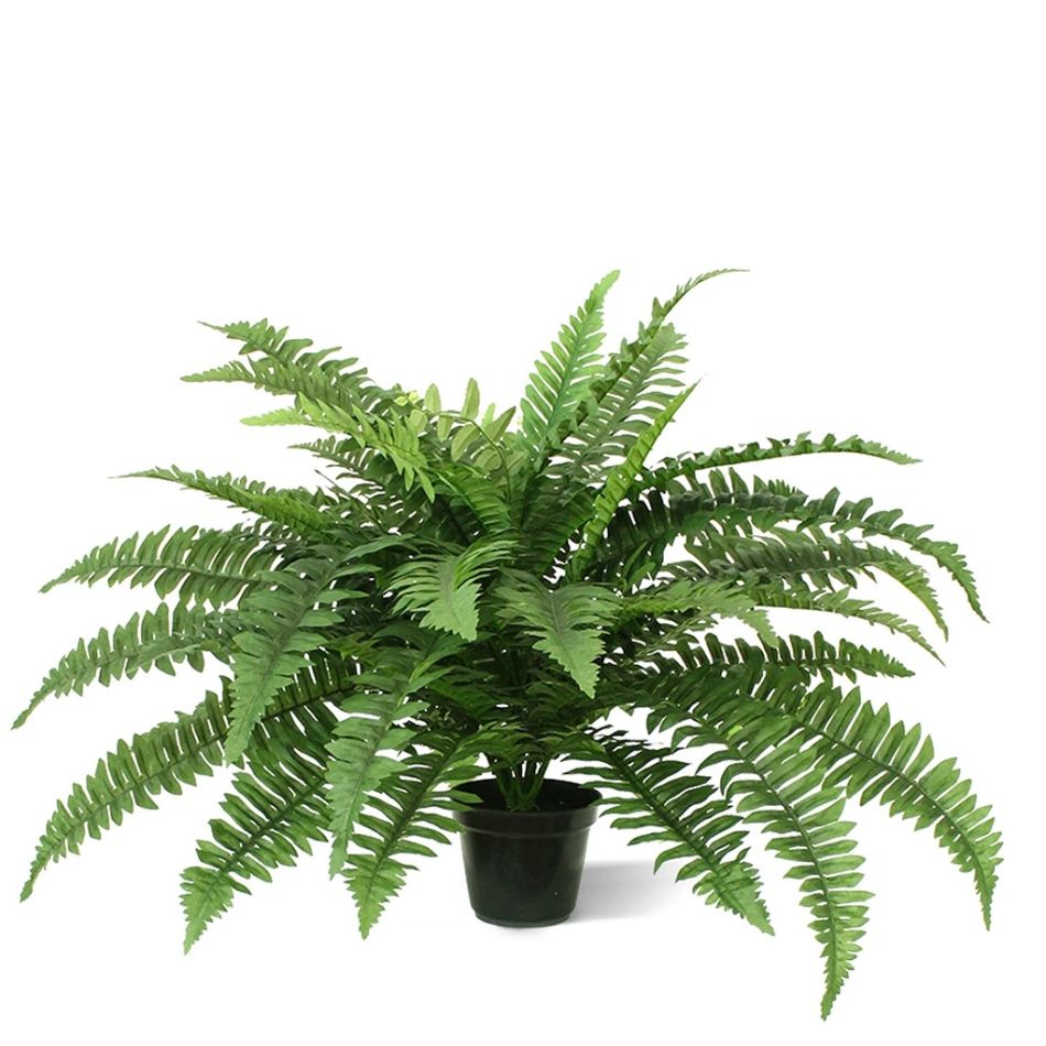 400770PP12-Boston-Varen-Deluxe-65-cm-in-pot-1
