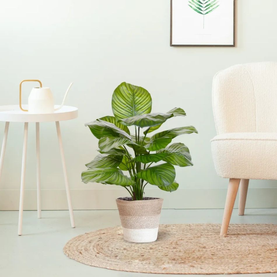 402907-Calathea-Fasciata-in-Terima-Kasih-Lissabon-17cm