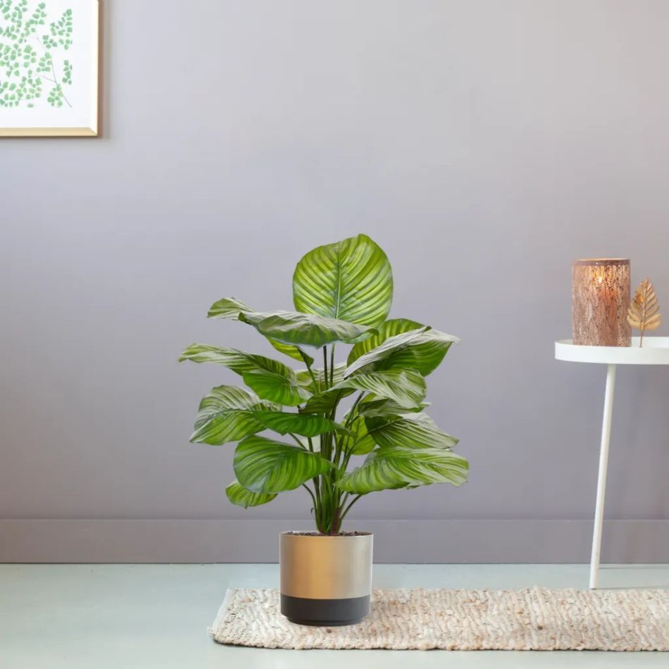 402907-Calathea-Fasciata-in-pot-Parijs-19cm
