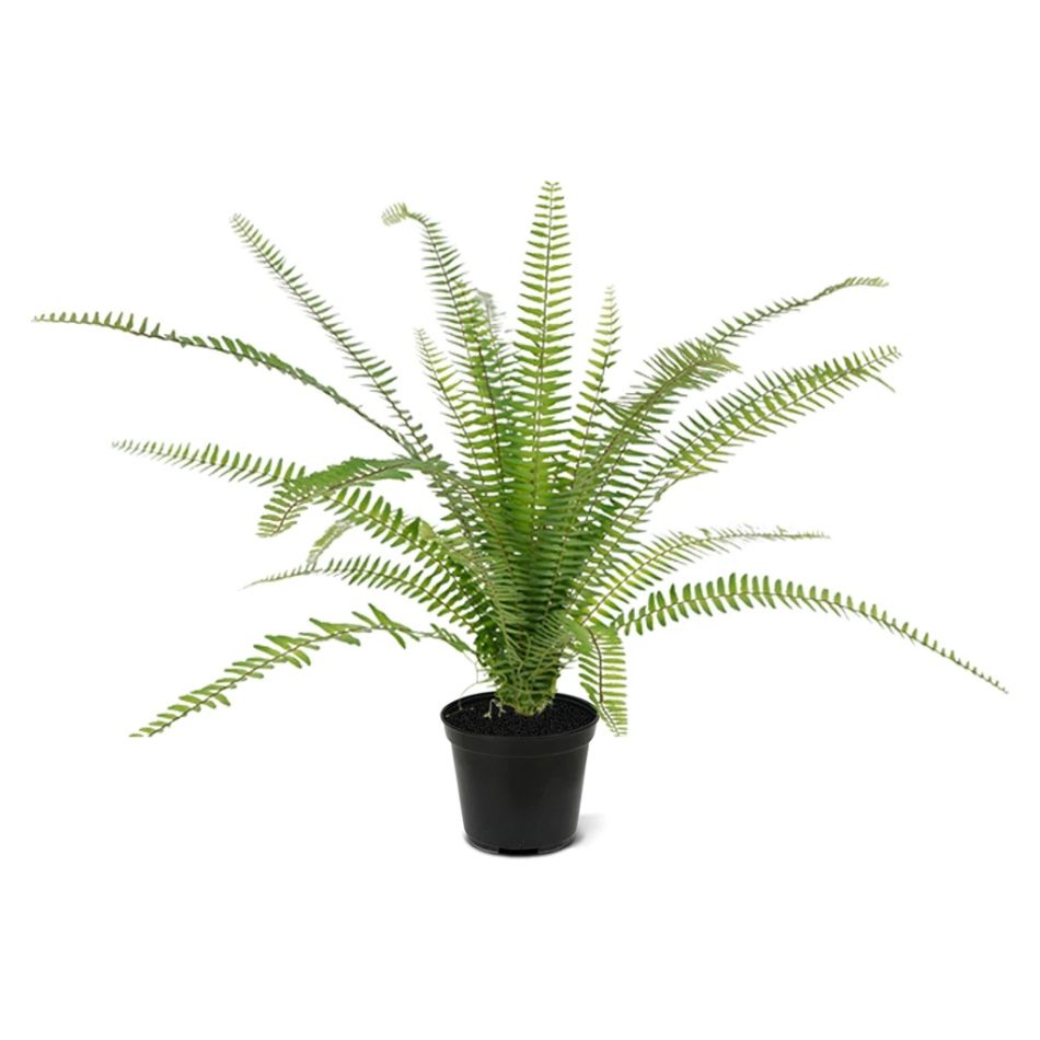 408107PP12-Asplenium-varen-in-12cm-pot-1