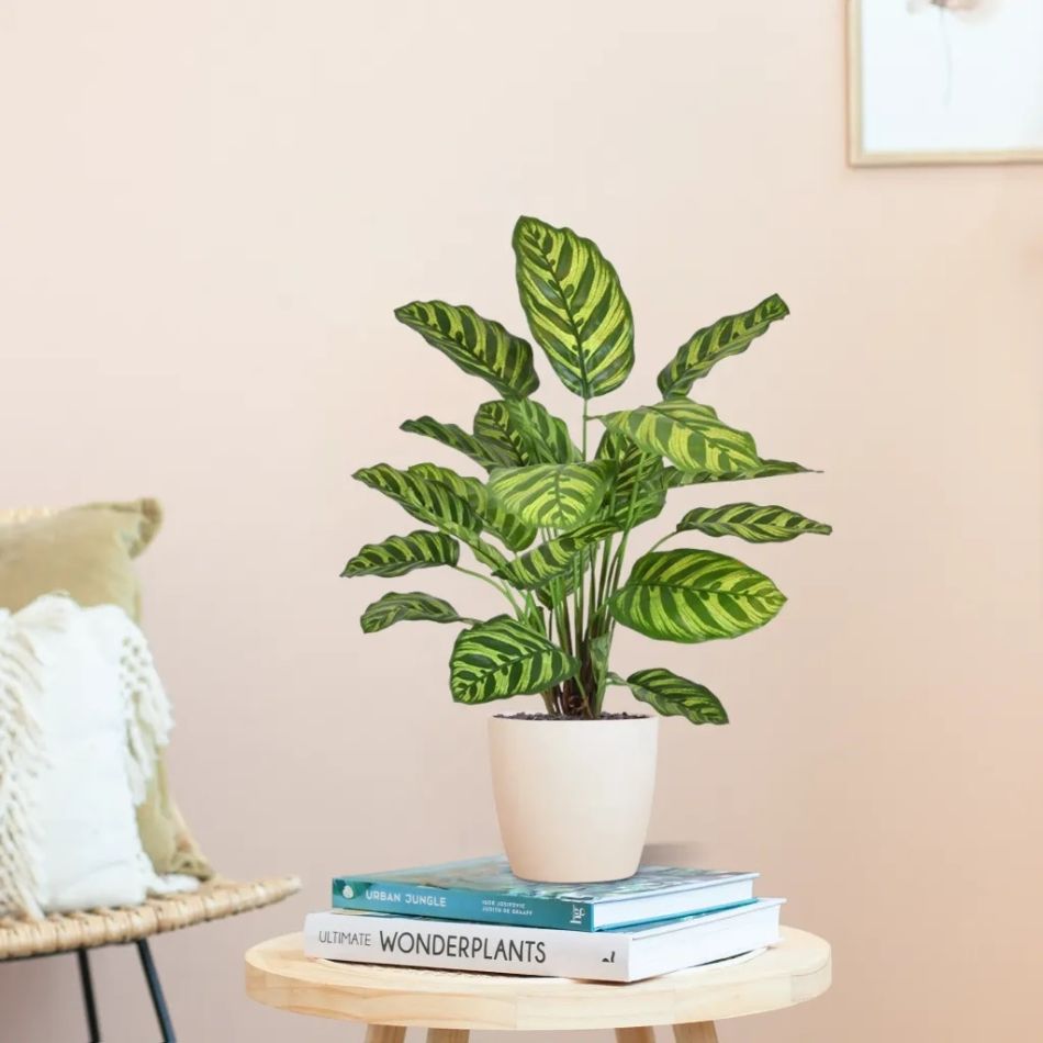 440306-Calathea-Makoyana-in-Oslo-17cm-wit