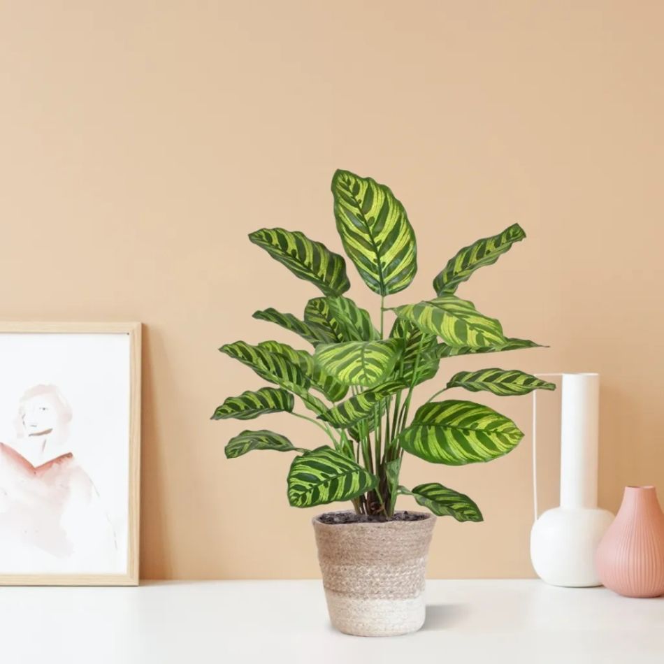 440306-Calathea-Makoyana-in-Terima-Kasih-Lissabon-17cm