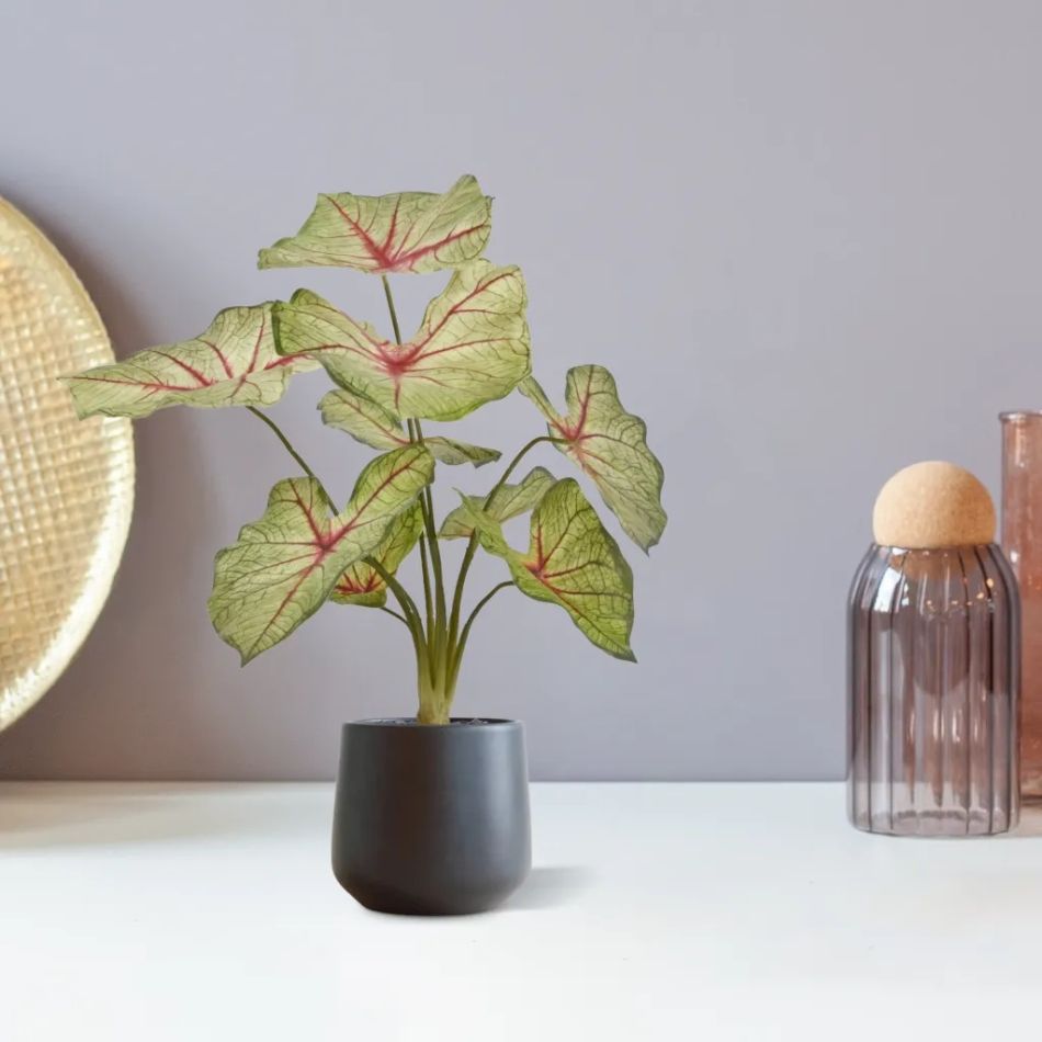 442504PP10-Caladium-in-Budapest-12cm-antraciet