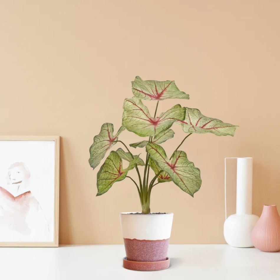 442504PP10-Caladium-in-pot-Zaragoza-14cm-roze