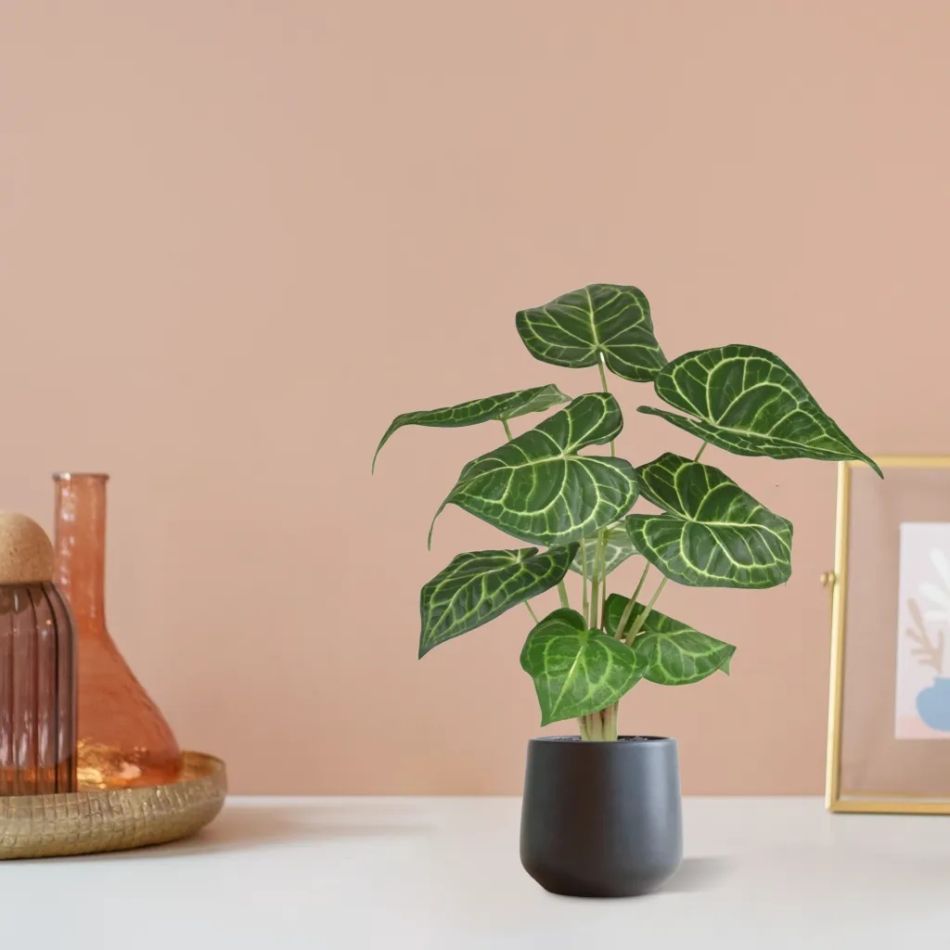 442704PP10-Anthurium-Clarinervum-in-pot-Budapest-12cm-antraciet