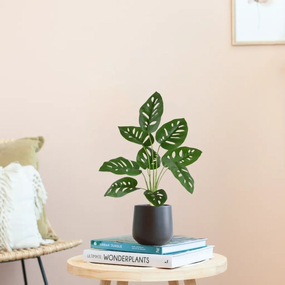 443004PP10-Monstera-Adonsonii-in-Budapest-12cm-antraciet