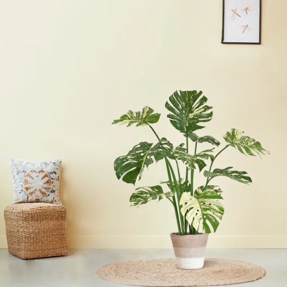 443111-Monstera-groen-bont-in-mand-Terima-Kasih-Lissabon