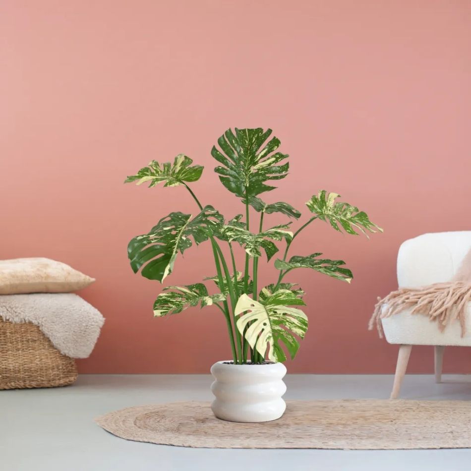 443111 Monstera groen bont 110cm in pot Barletta 30x22cm