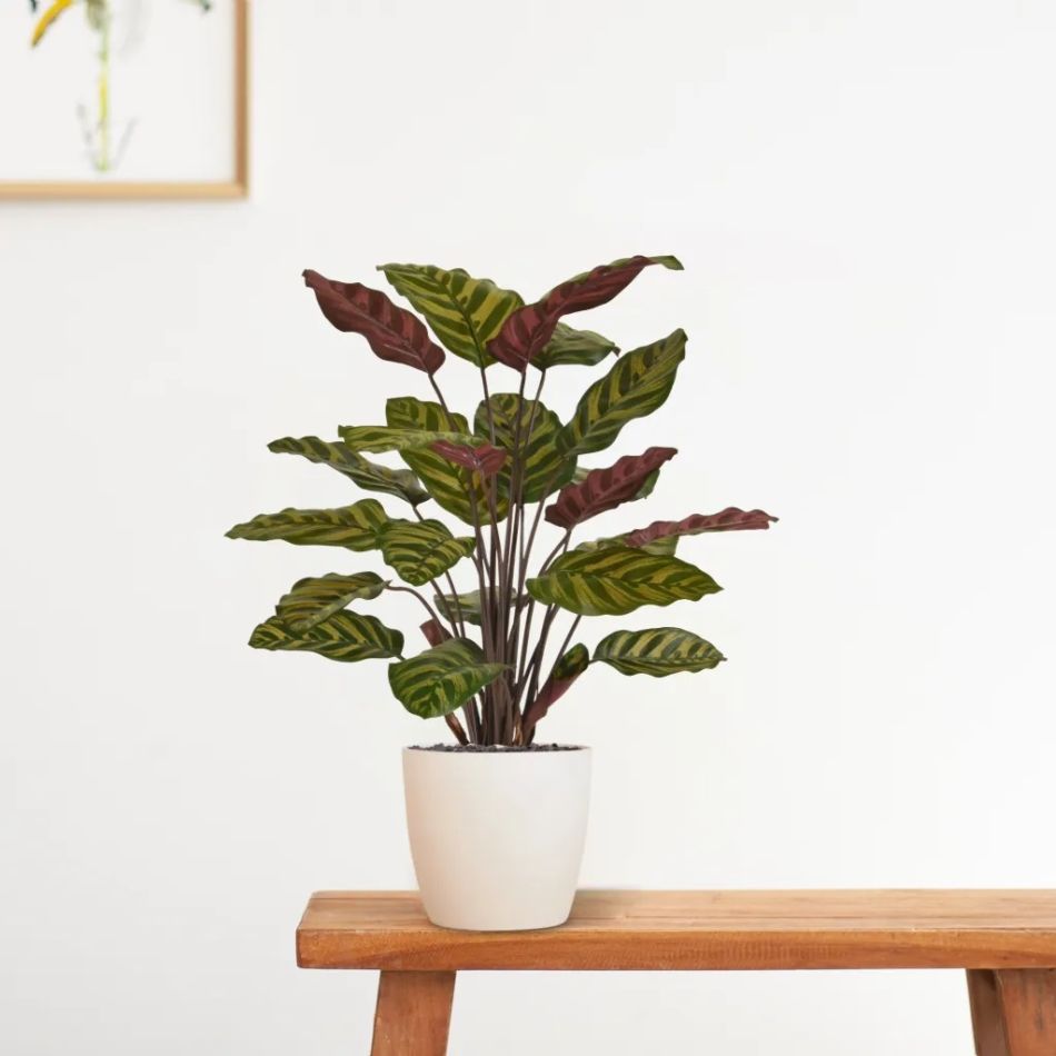 443506-Red-Calathea-Makoyana-in-Oslo-wit-17cm