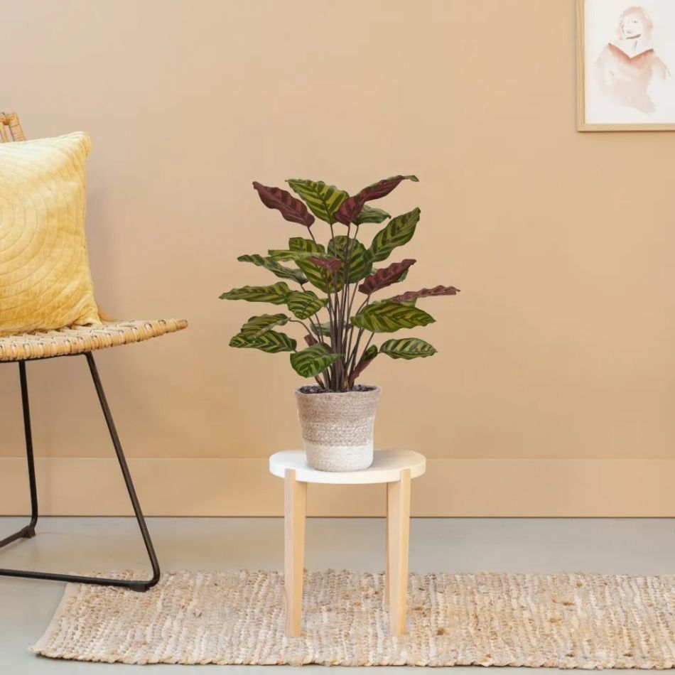 443506-Red-Calathea-Makoyana-in-Terima-Kasih-Lissabon-17cm