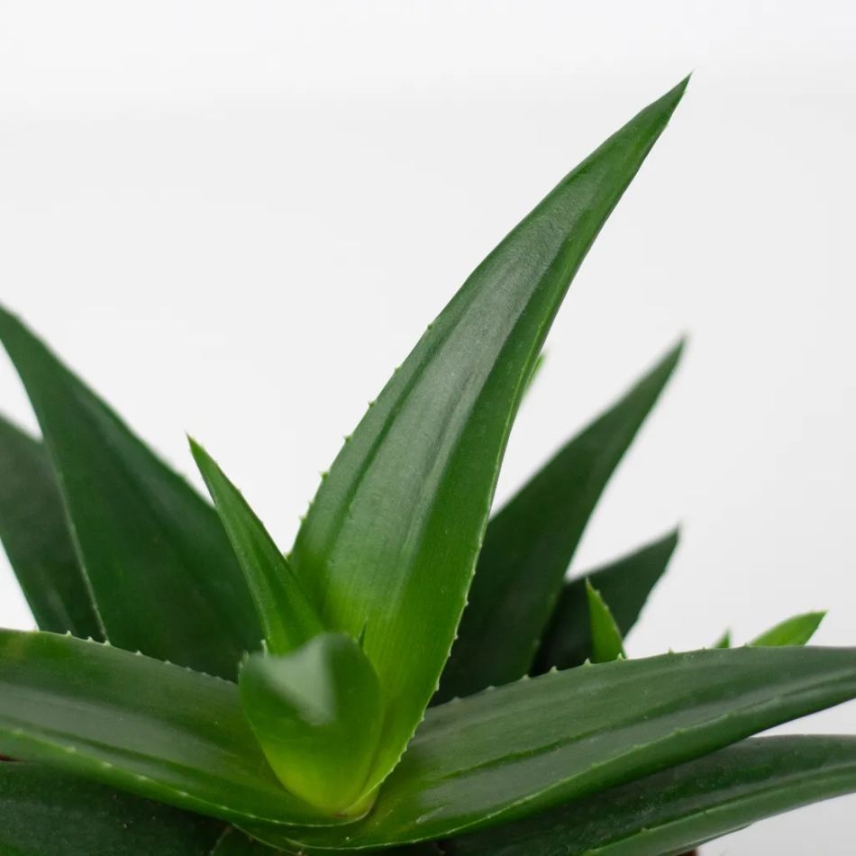 Haworthia west jogo close up